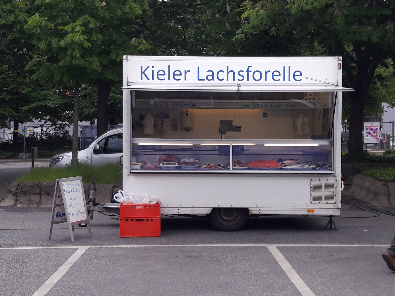 Lachsforelle